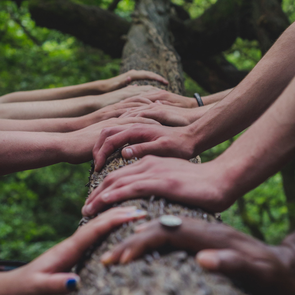 mani insieme su albero