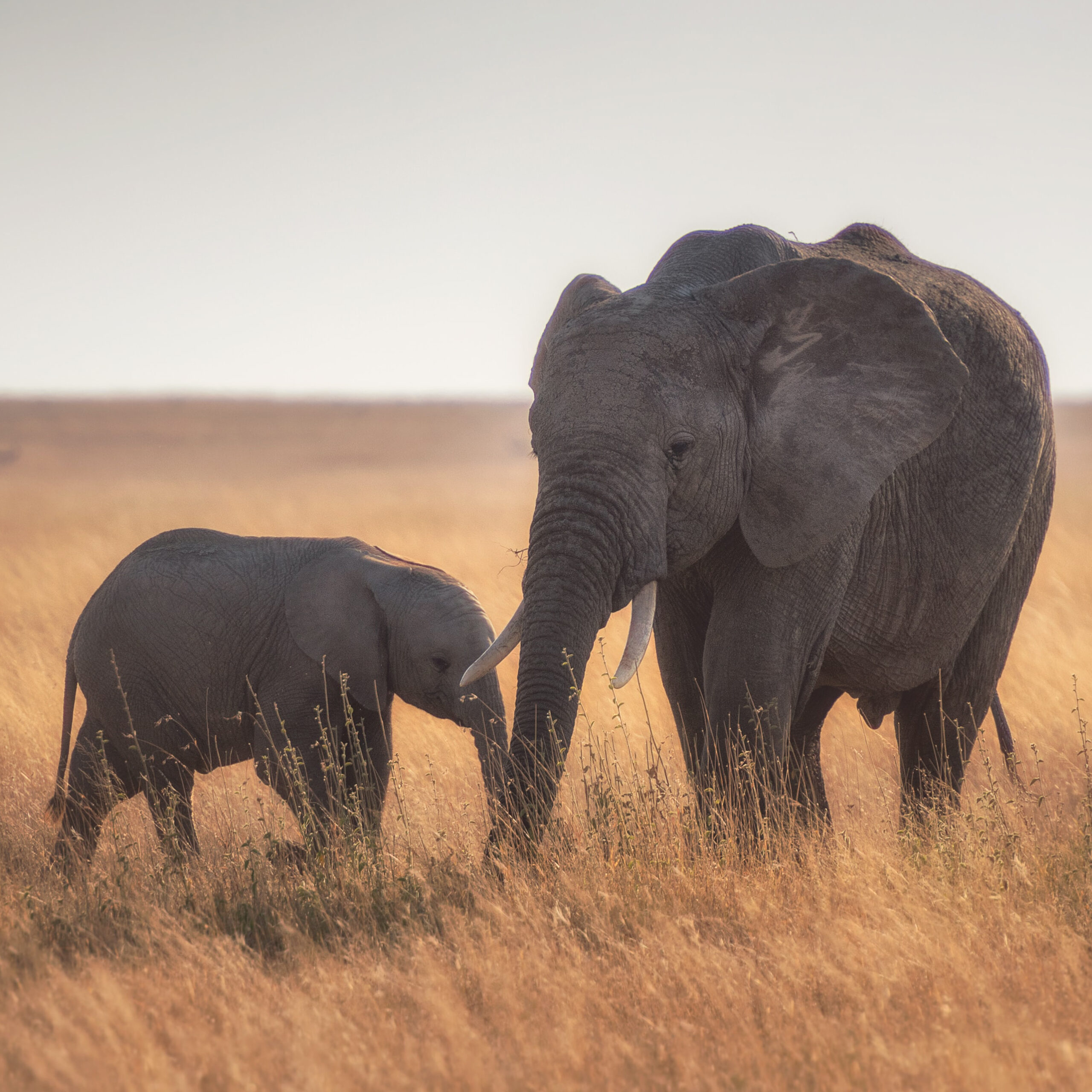elefante e elefantino camminano nella savana